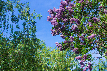 sky clouds and trees blooming lilac spring