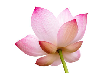 Obraz na płótnie Canvas Lotus flower isolated on white background. File contains with clipping path so easy to work.