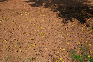 Äpfel liegen auf einem Feld und verrotten