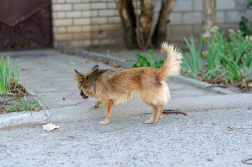 Little cute stray dog walking down the street.