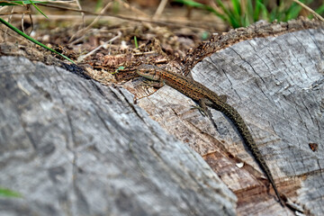 Waldeidechse ( Zootoca vivipara ).