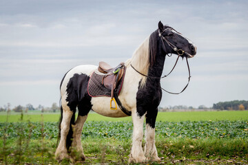 Pferd