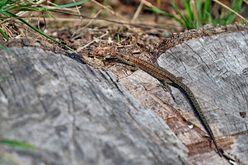 Waldeidechse ( Zootoca vivipara ).