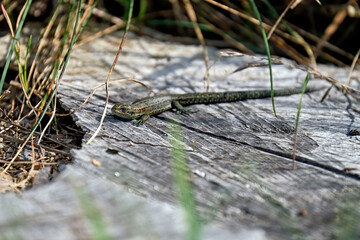 Waldeidechse ( Zootoca vivipara ).