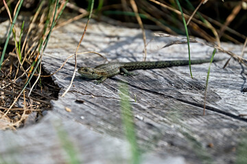 Waldeidechse ( Zootoca vivipara ).