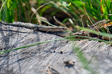 Waldeidechse ( Zootoca vivipara ).