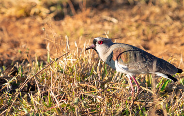 Vanellus chilensis also known as Quero-quero, is a medium to small bird, 32 to 38 centimeters long and 300 to 320 grams in weight