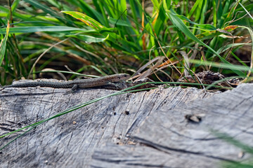 Waldeidechse ( Zootoca vivipara ).