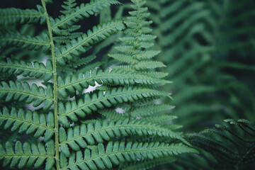 Fresh green fern leves  as a beautiful nature background