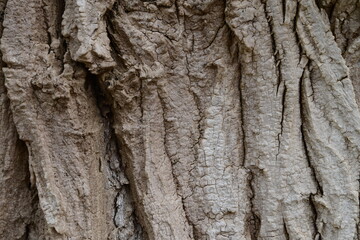 樹の表皮