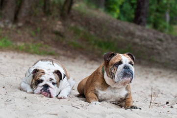 Two English Bulldog dogs sitting on the sand