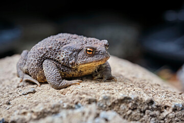 Erdkröte ( Bufo bufo ).
