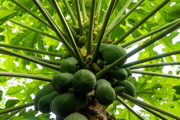 Obraz premium papaya flowers and young fruit on the tree