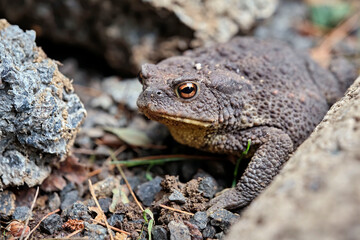 Erdkröte ( Bufo bufo ).