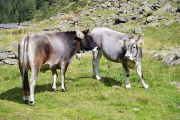 Kühe im Faltmartal