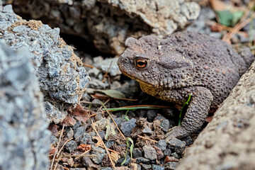 Erdkröte ( Bufo bufo ).