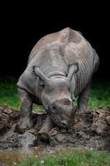 Fototapeta premium Black rhinoceros (Diceros bicornis)