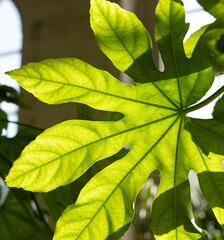 Big leaves backlit by sunlight