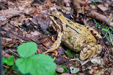 Grasfrosch ( Rana temporaria ).