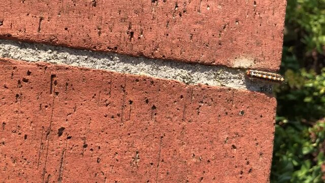 Vidéo d'une chenille se déplaçant sur un mur de brique rouge