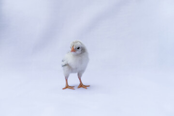 The baby Appenzeller Chick is a breed of chicken originating in Appenzell region of Switzerland. It's isolated standing on white cloth background.