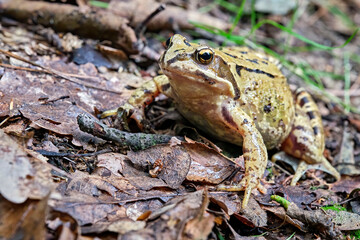 Grasfrosch ( Rana temporaria ).