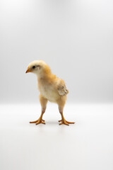 Isolated Little Rhode Island Red baby chicken team stand in a row on solid white clear background in studio light.