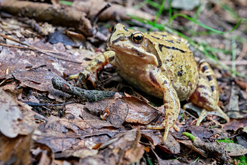 Grasfrosch ( Rana temporaria ).