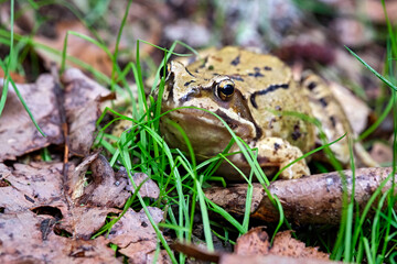 Grasfrosch ( Rana temporaria ).