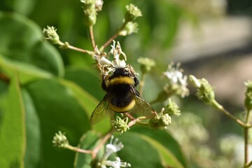 Bumblebee on a flower
