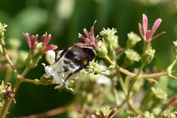 Bumblebee on a flower