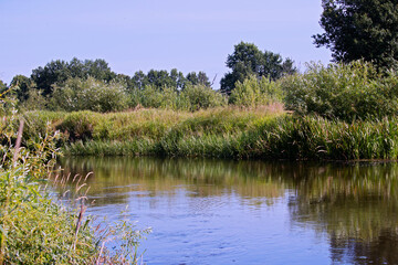 Central European landscape. Summer Sunny day on the river Bank. Overgrown Bank of a quiet river.