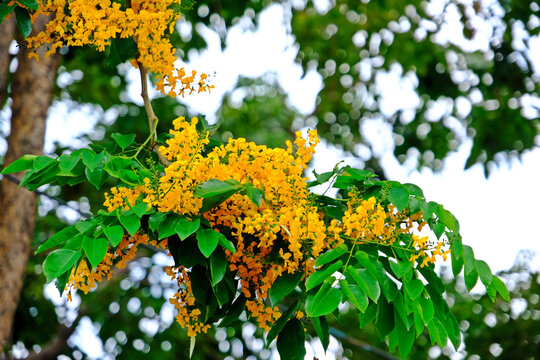 Pterocarpus Bilder Durchsuchen 1,021 Archivfotos, und