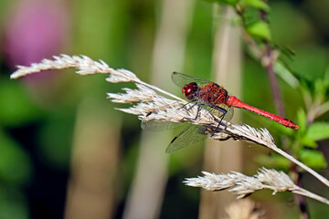 Blutrote Heidelibelle ( Sympetrum sanguineum ).