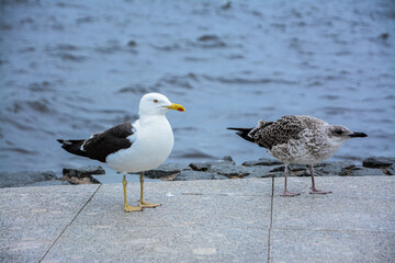 seagull on the beach