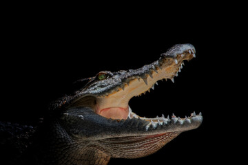 Siamese crocodile (Crocodylus siamensis)