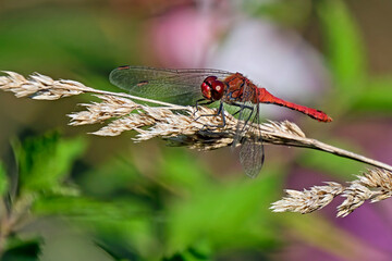 Blutrote Heidelibelle ( Sympetrum sanguineum ).