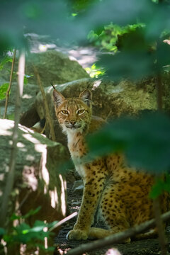 Carpathian lynx (Lynx lynx carpathicus)