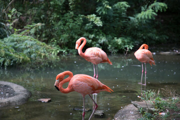 Flamingos