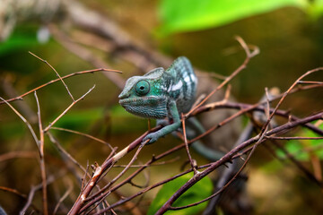 Panther chameleon (Furcifer pardalis)