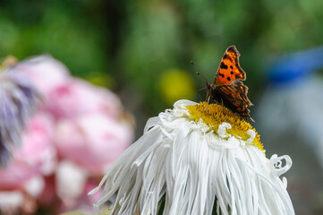 Fototapete bei efototapeten.de bestellen   
