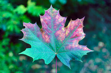 multicolored maple leaf close-up.blurred background