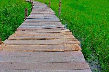 Wooden walkway through greenish rice field.