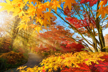 Colorful change of season in a park: autumn scenery with Japanese maple and other trees, with blue sky and lit by rays of sunlight 