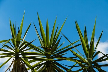 Palmen vor blauem Himmel