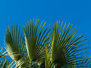 Palmenwedel vor Himmel