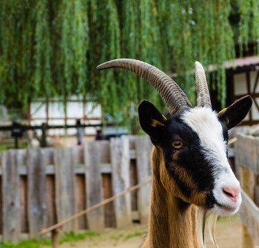 Zahme Ziege Streichelzoo