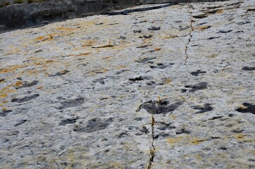 Dinosaur tracks in Colorado, USA