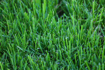 Green lawn with trimmed grass, lawn, green grass, trimmed grass, dew on the grass