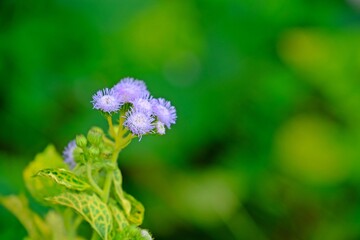 Bitter bush (Siam weed) on the background of blurred green leaves, soft focus.